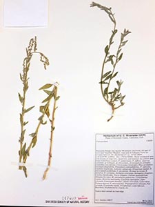 Herbarium Sheet of SD 247400